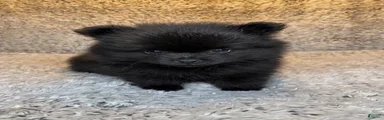 Pomeranian 1