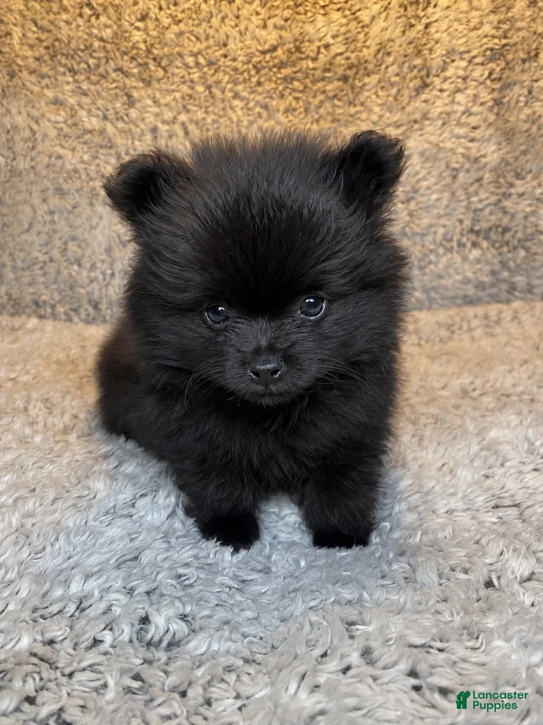Pomeranian dogs for sale: Pomeranian 1 - Ad 1