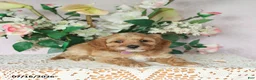 Cavapoo dogs for sale: Lila  - Ad 5