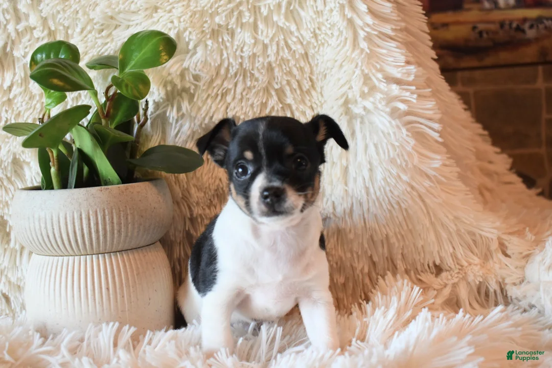 Chihuahua dogs for sale: Daisy - Ad 1