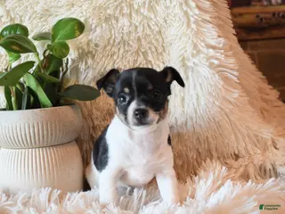 Chihuahua dogs Daisy - Ad 19