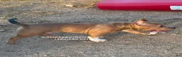 American Bully dogs for sale: American Bully 2 - Ad 2