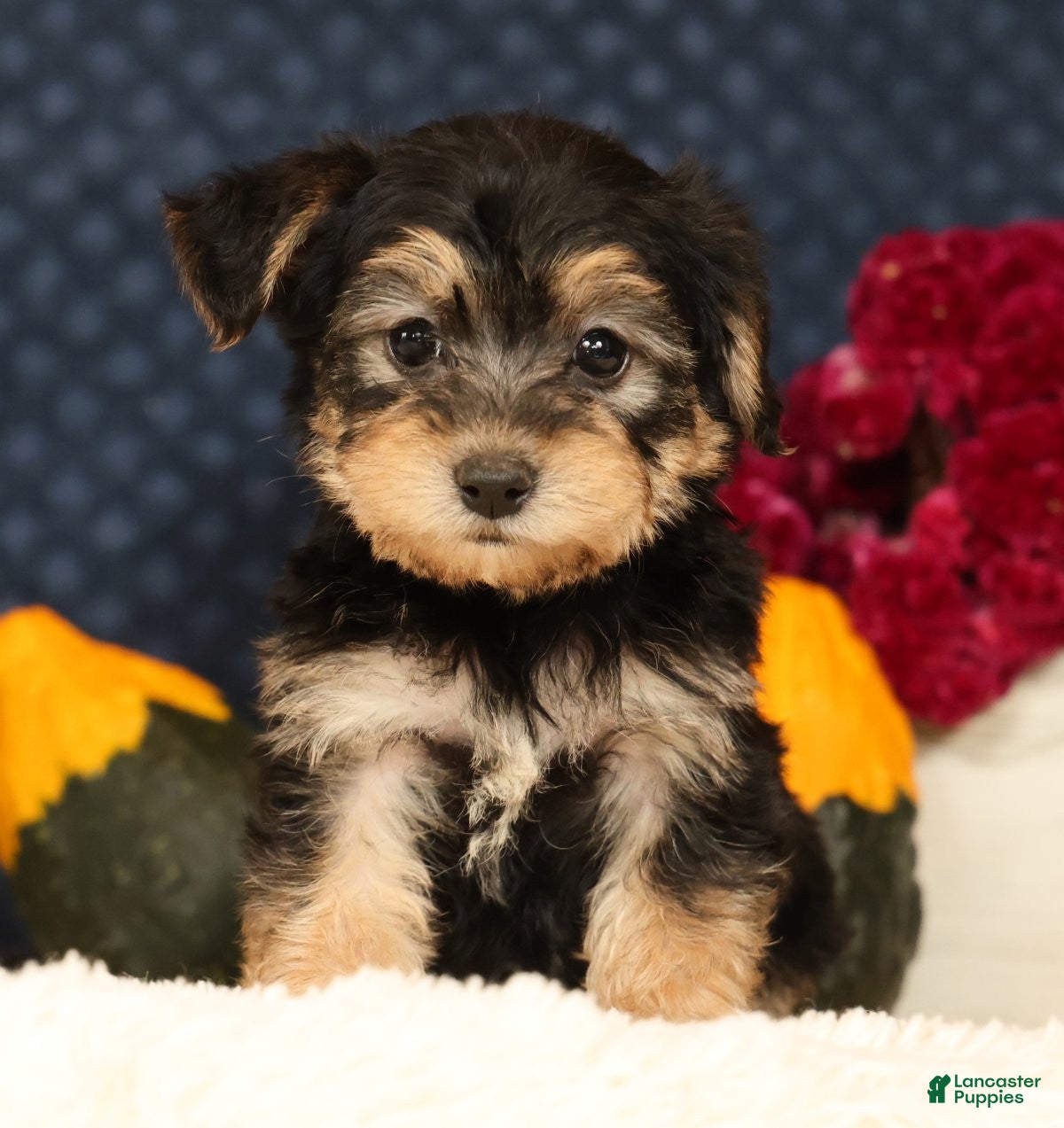 Yochon dogs for sale: Thomas - Ad 2