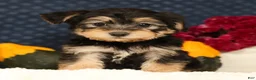 Yochon dogs for sale: Thomas - Ad 2