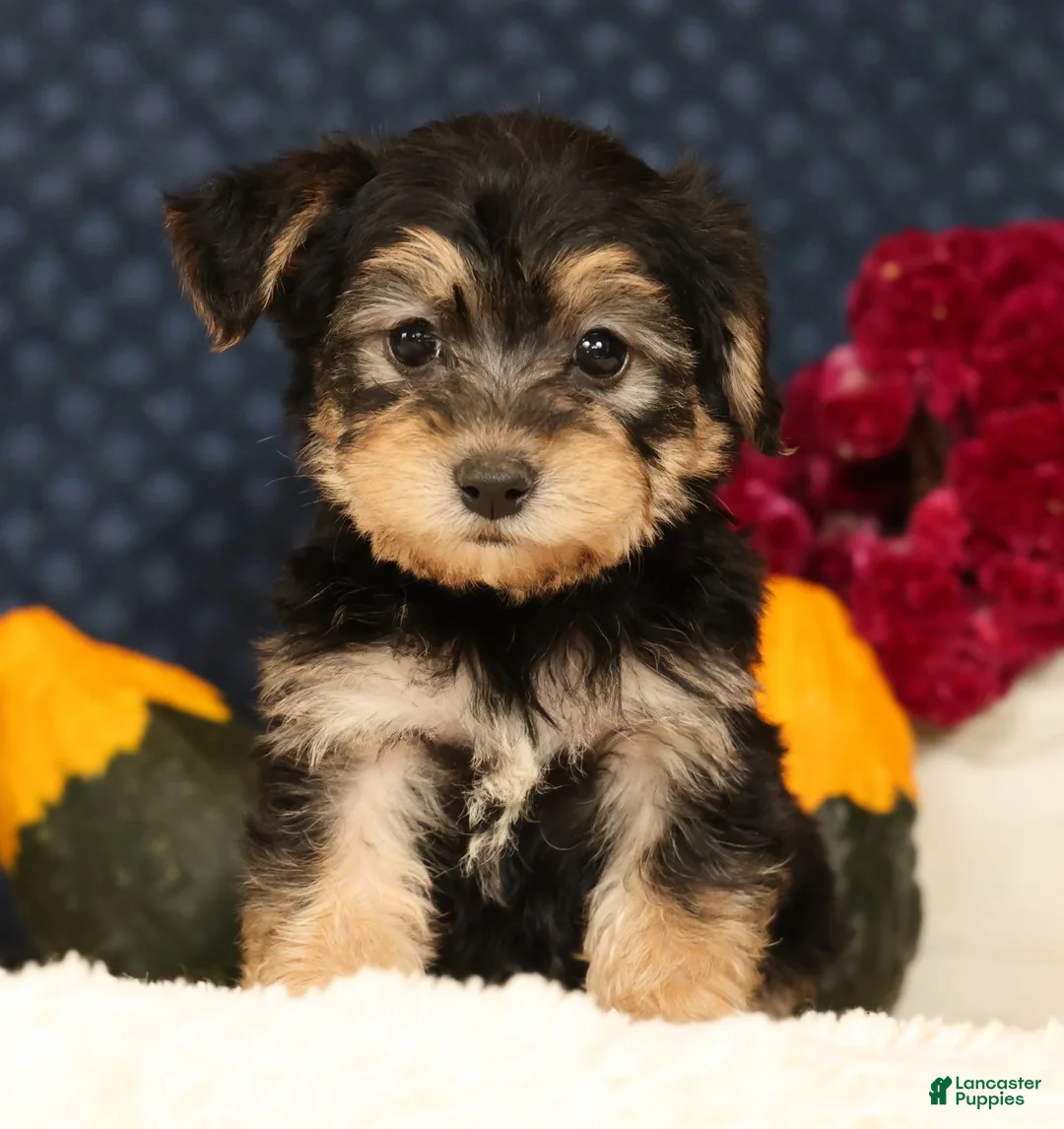 Yochon dogs for sale: Thomas - Ad 2