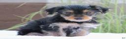 Yorkshire Terrier dogs for sale: Mason - Ad 6