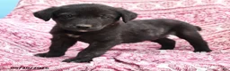 Mixed Breed dogs for sale: Howard - Ad 2