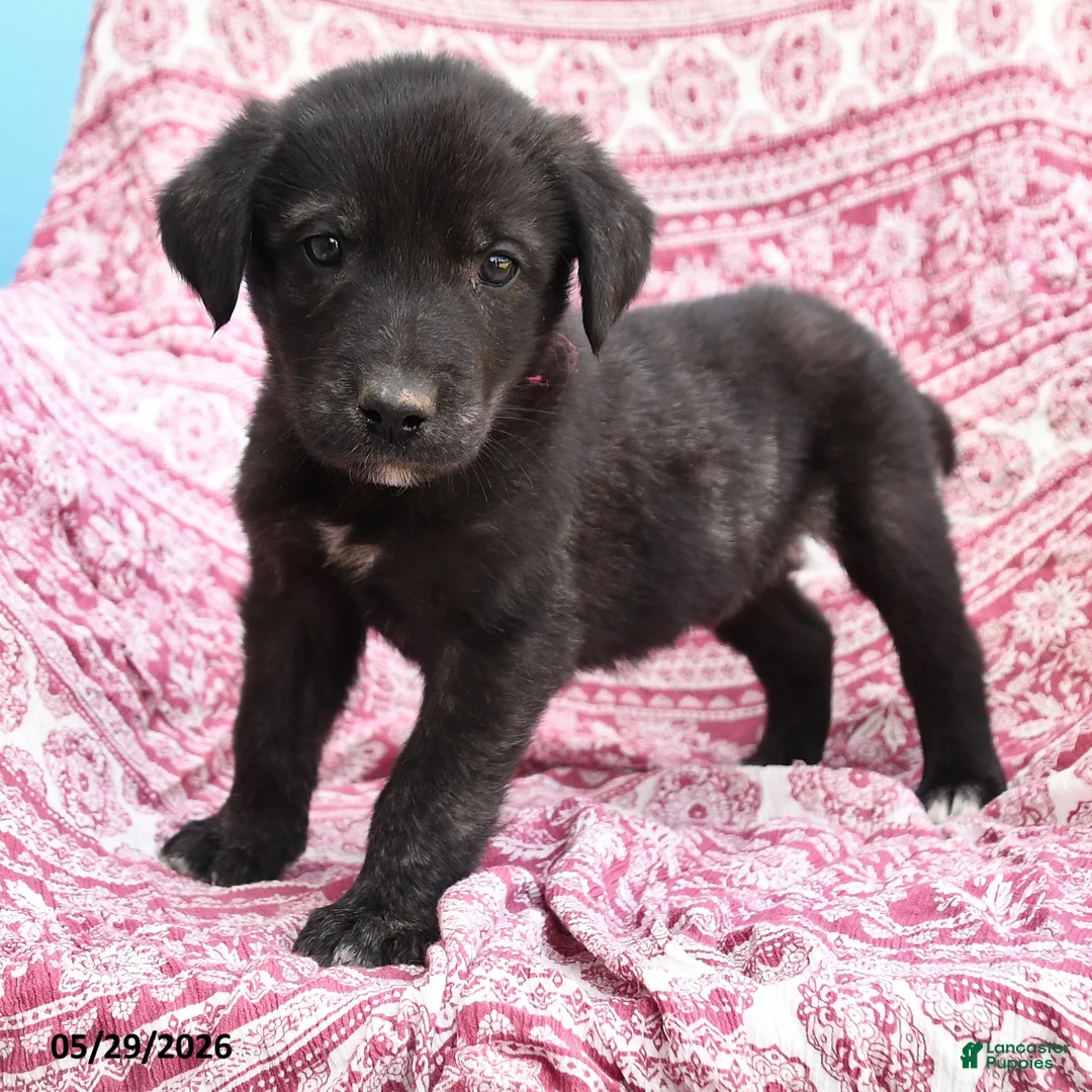 Mixed Breed dogs for sale: Howard - Ad 2