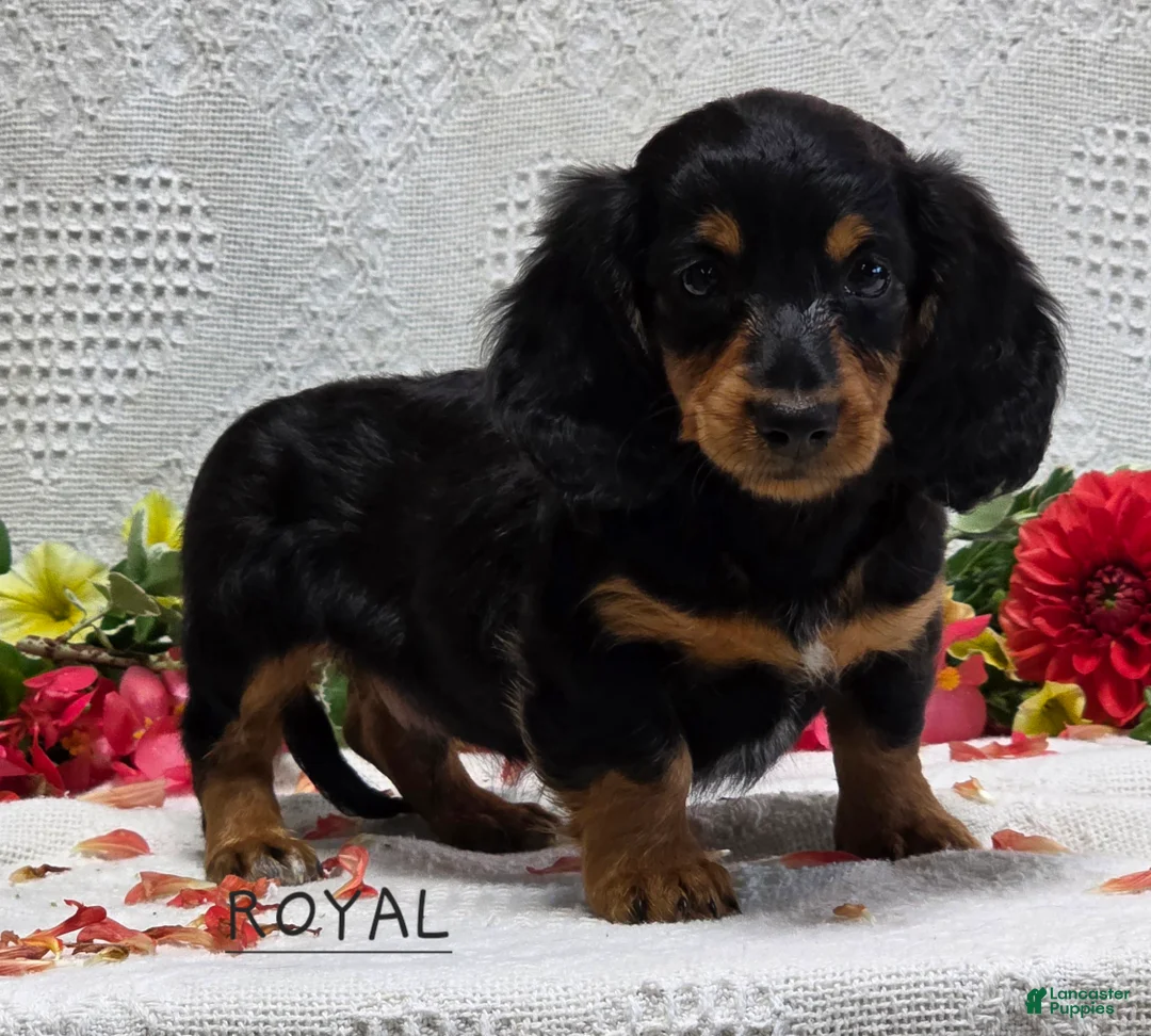 Miniature Dachshund dogs for sale: Royal - Ad 1