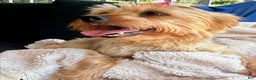 Yorkshire Terrier dogs for sale: Eve - Ad 4