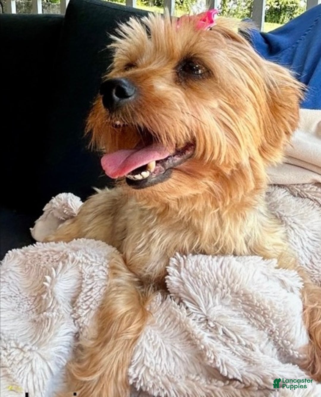 Yorkshire Terrier dogs for sale: Eve - Ad 4