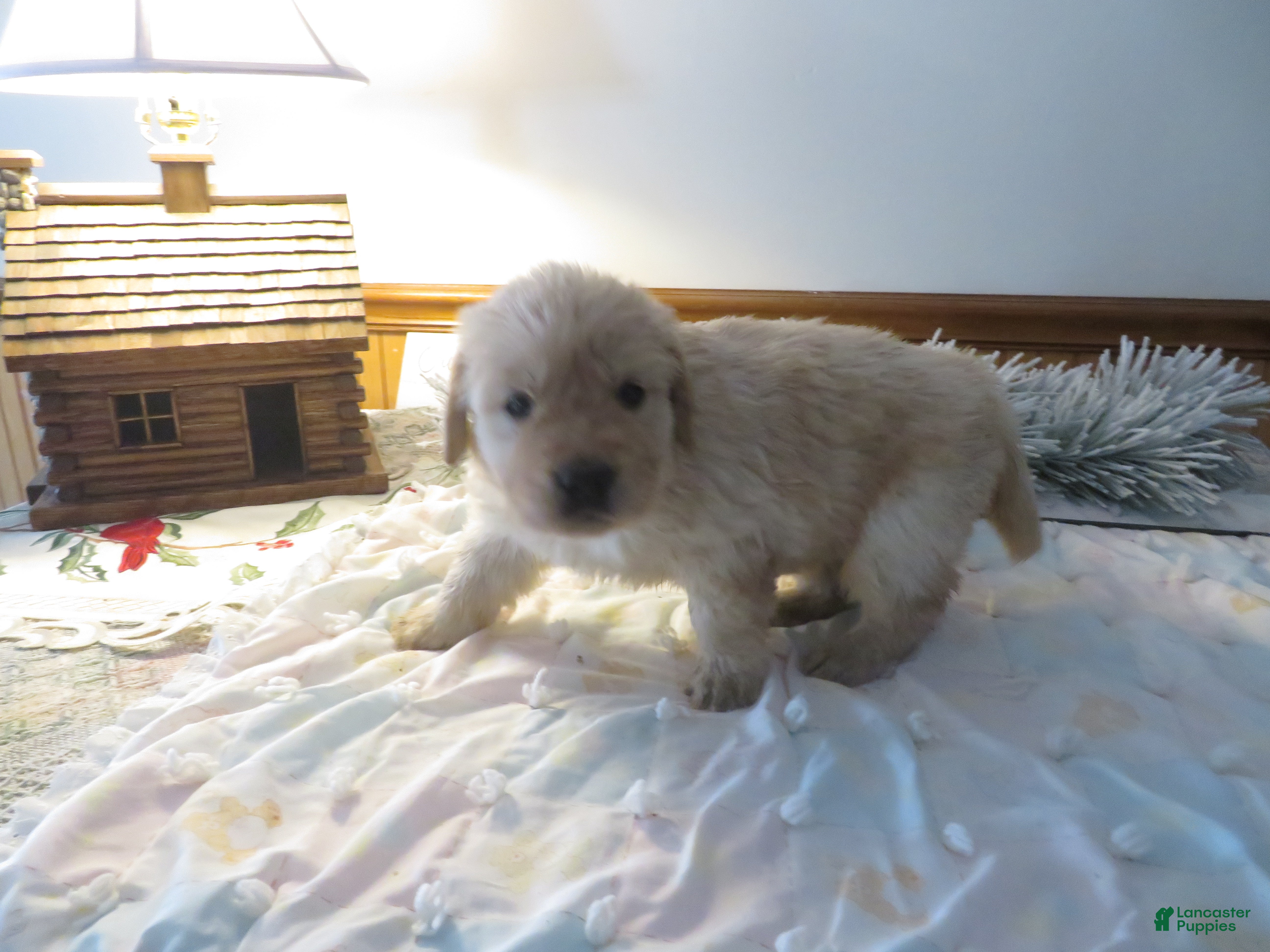 Golden Retriever dogs ANGEL GIRL - CHAMPION LINE - Ad 2