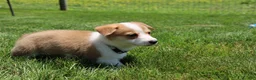 Welsh Corgi Pembroke dogs for sale: Zoey - Ad 12