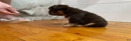 French Bulldog dogs for sale: Chewy - Ad 5