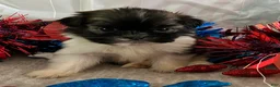 Shih Tzu dogs for sale: Creed - Ad 4