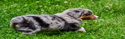Miniature Australian Shepherd dogs for sale: Fancy - Ad 9