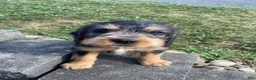 Mixed Breed dogs for sale: Teddy - Ad 6