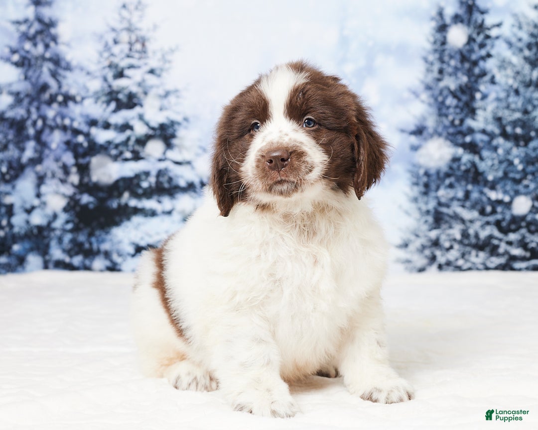 Newfoundland dogs for sale: Charlie - Ad 3