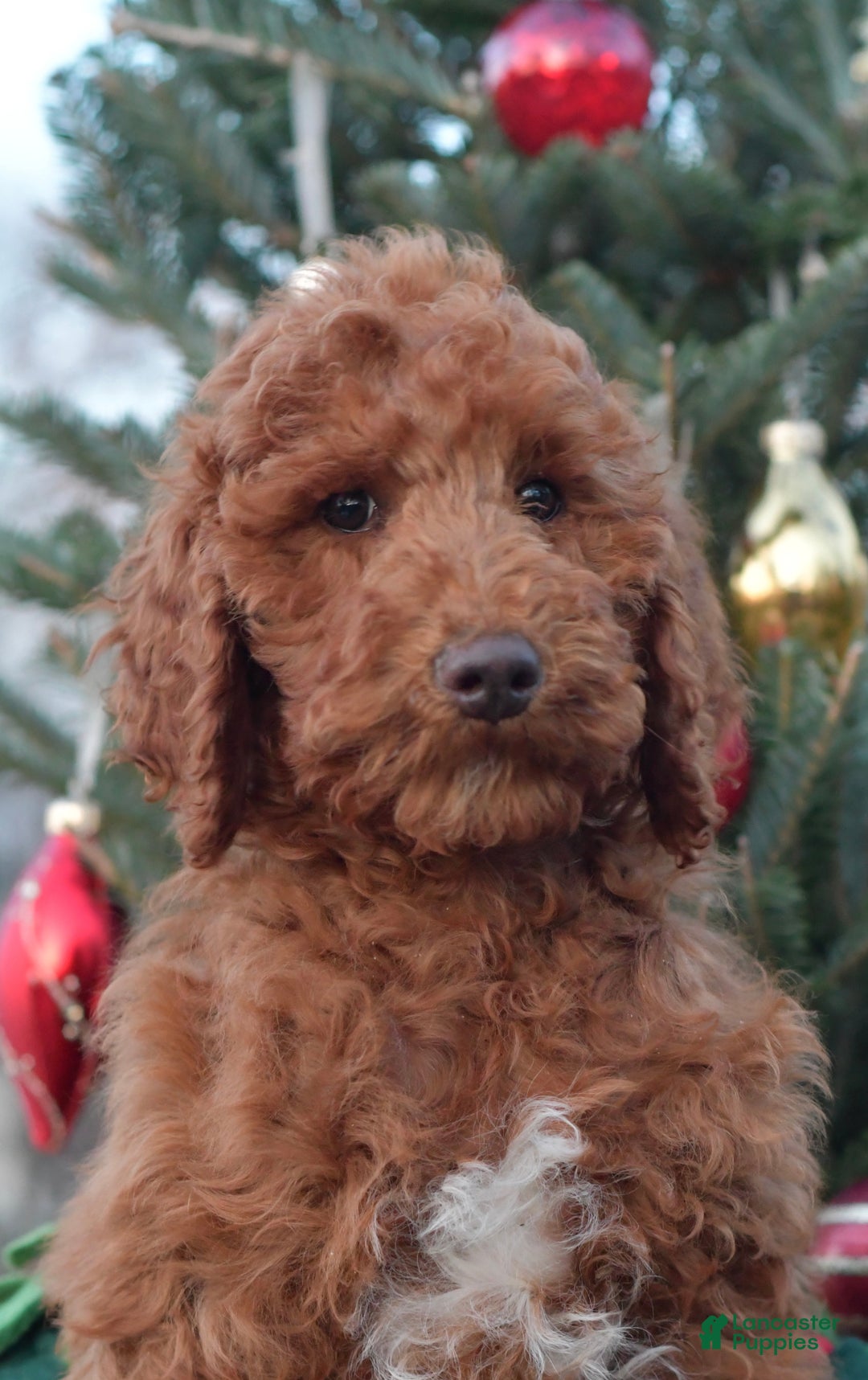 Standard Poodle dogs for sale: Clifford  - Ad 28