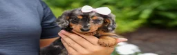Miniature Dachshund dogs for sale:   Hailey 🎀 - Ad 15