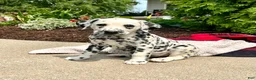 Dalmatian dogs for sale: Dollie  - Ad 3