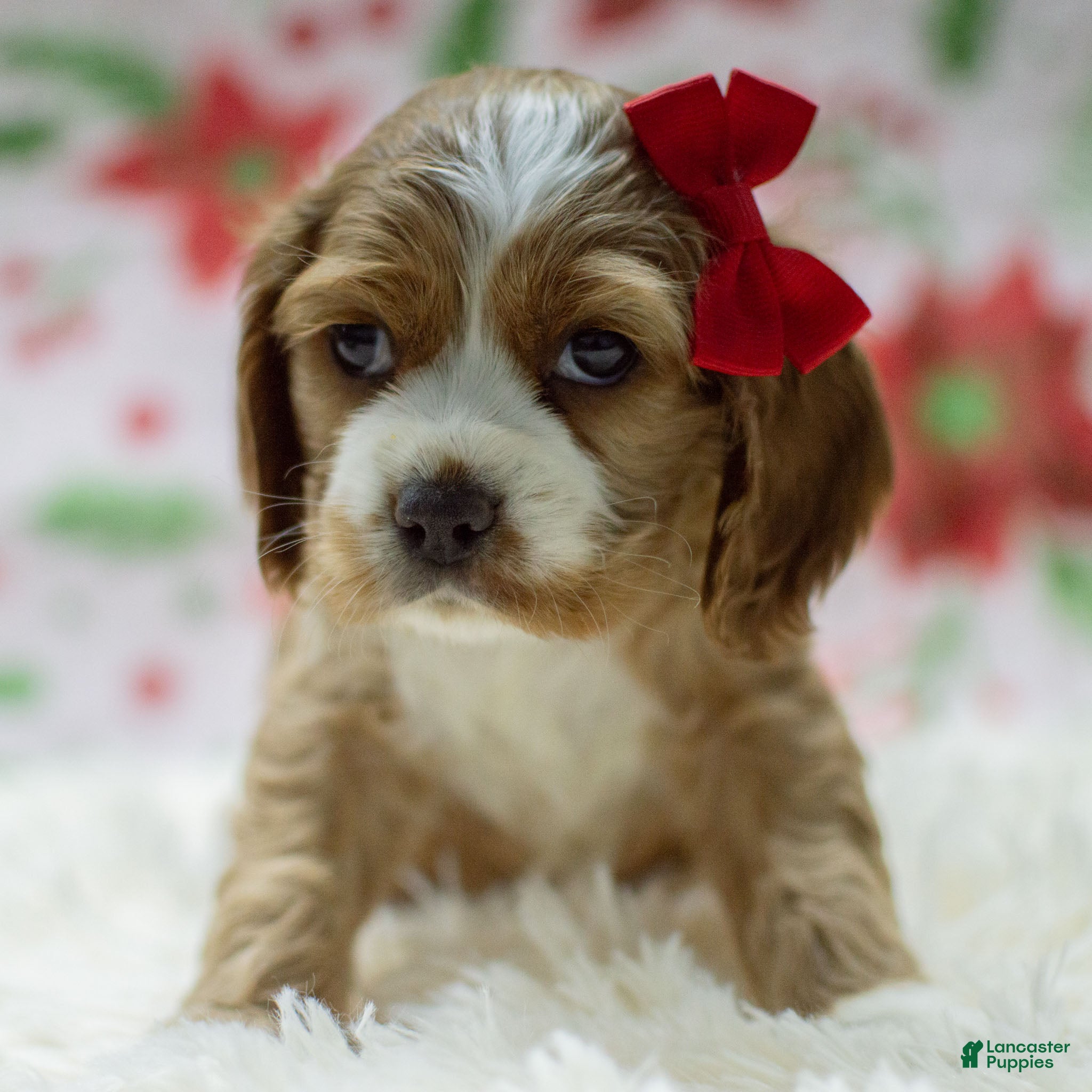 Cocker Spaniel dogs Nala - Ad 42