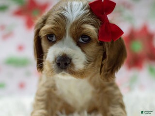 Cocker Spaniel dogs Nala - Ad 21