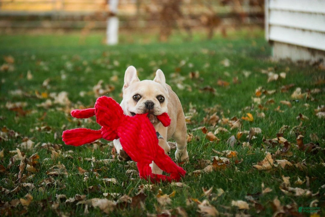 French Bulldog dogs for sale: Addie - Ad 3
