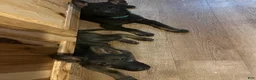 German Shepherd dogs for sale: Blue - Ad 4