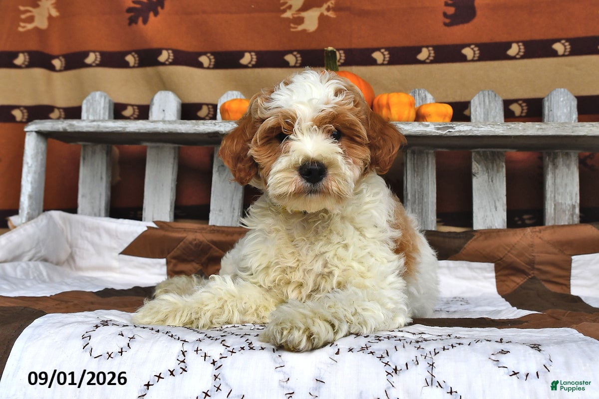 Goldendoodle dogs Lass   - Ad 1