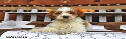 Goldendoodle dogs for sale: Lass   - Ad 1