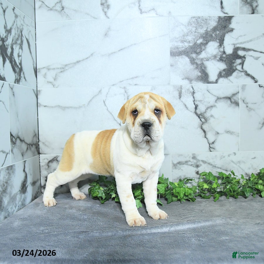 Mini Hippo dogs Jayla - Ad 1