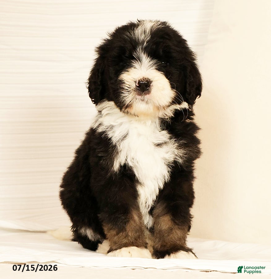Bernedoodle dogs Linus - Ad 2