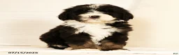 Bernedoodle dogs for sale: Linus - Ad 2