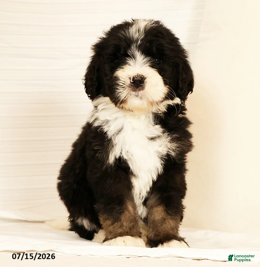 Bernedoodle dogs for sale: Linus - Ad 2