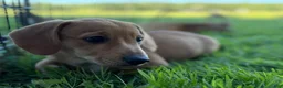 Mixed Breed dogs for sale: Classic Dorgi Female - Corgi & Dachshund Mix - Ad 7