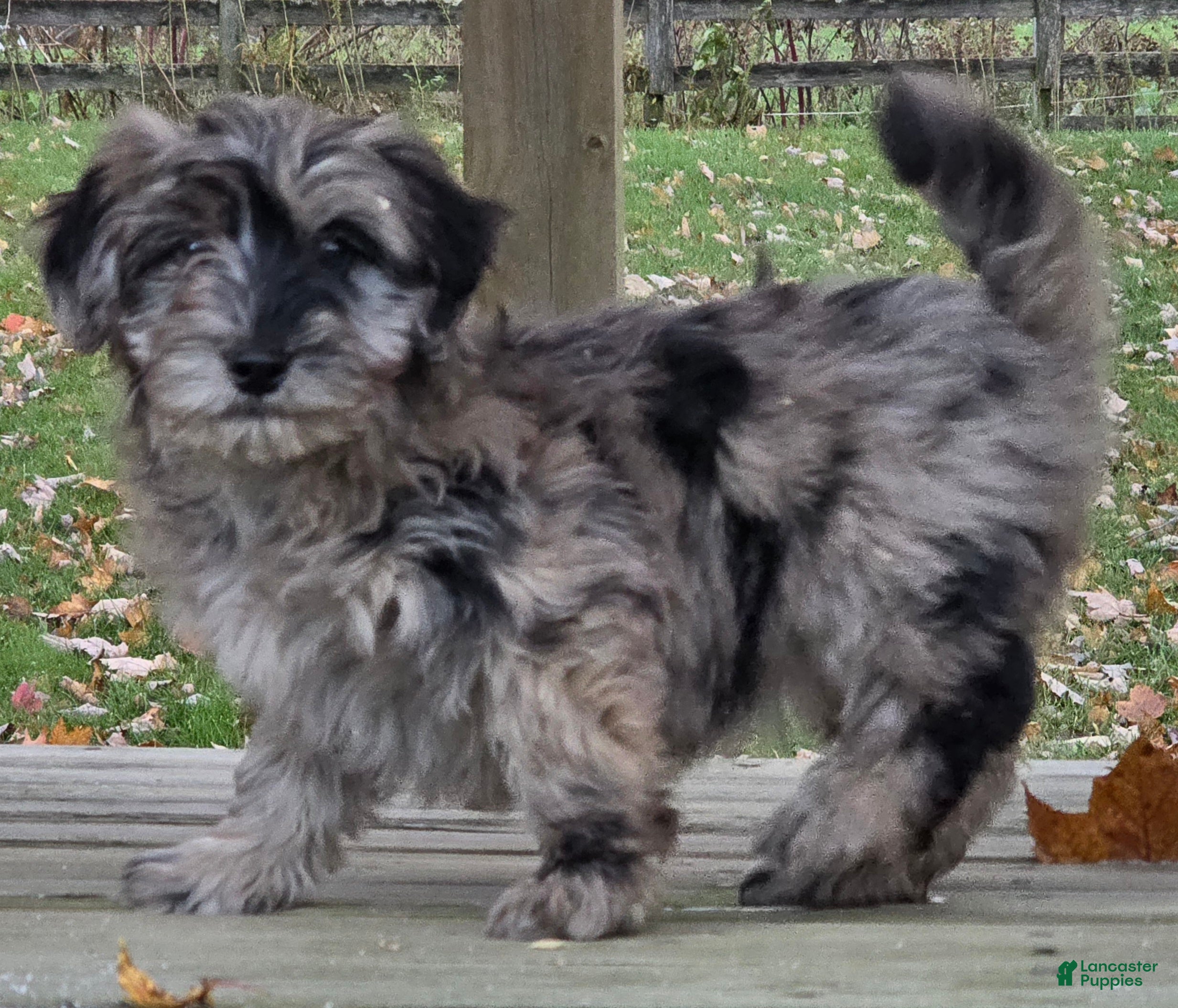 Mixed Breed dogs Lucy - Ad 22