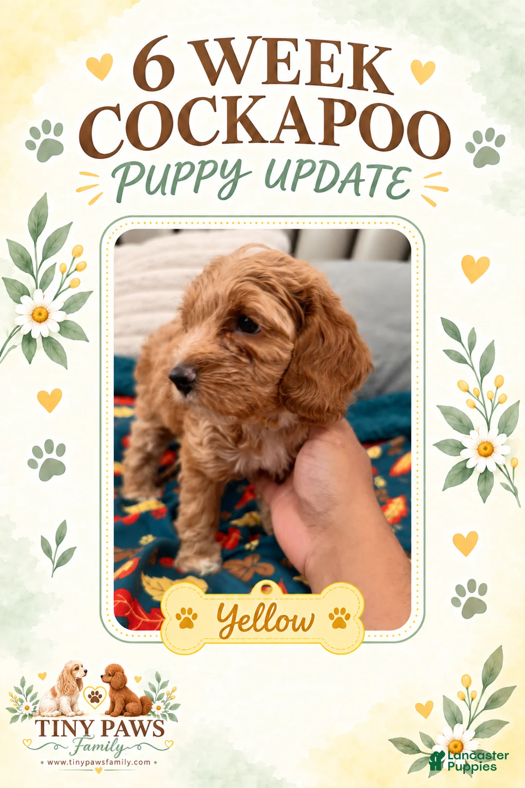 Cockapoo dogs for sale: Yellow Collar - Ad 1