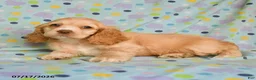 English Cocker Spaniel dogs for sale: Layla - Ad 2