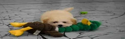 Maltipoo dogs for sale: Franklin 🐶 - Ad 4