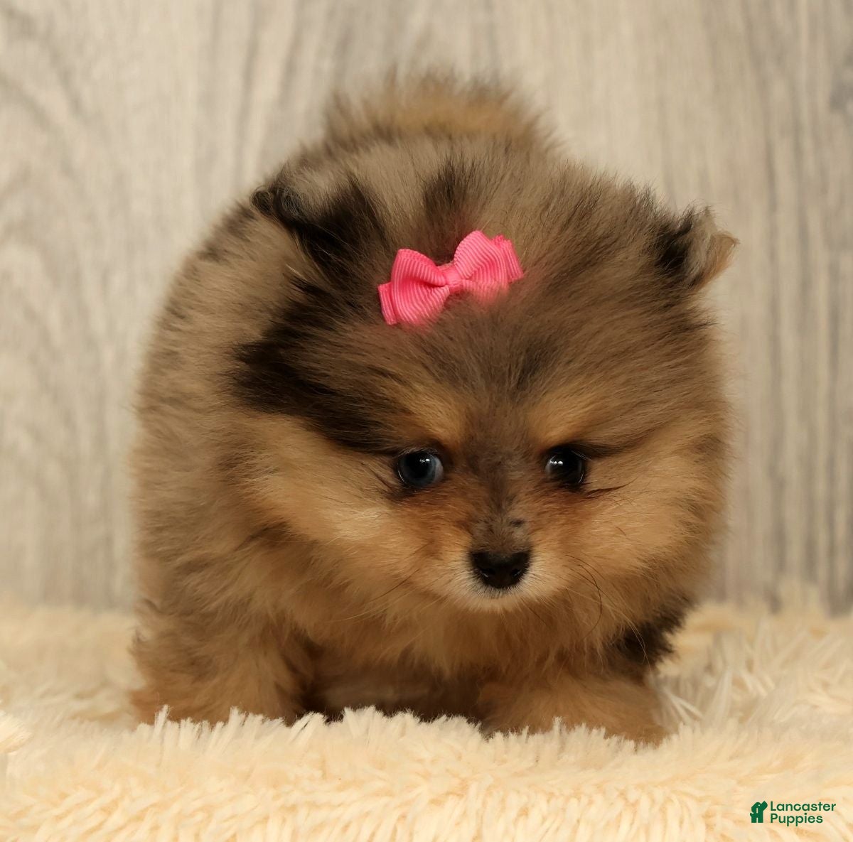 Pomeranian dogs for sale: Rose - Ad 6
