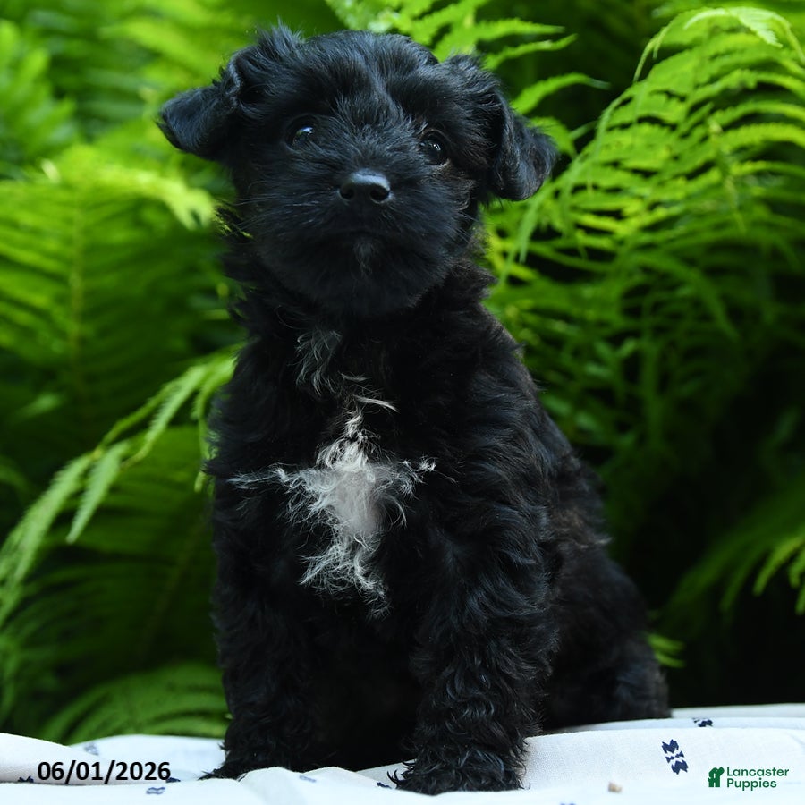 Yorkiepoo dogs Confetti - Ad 1