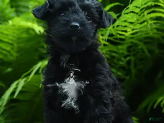 Yorkiepoo dogs for sale: Confetti - Ad 3