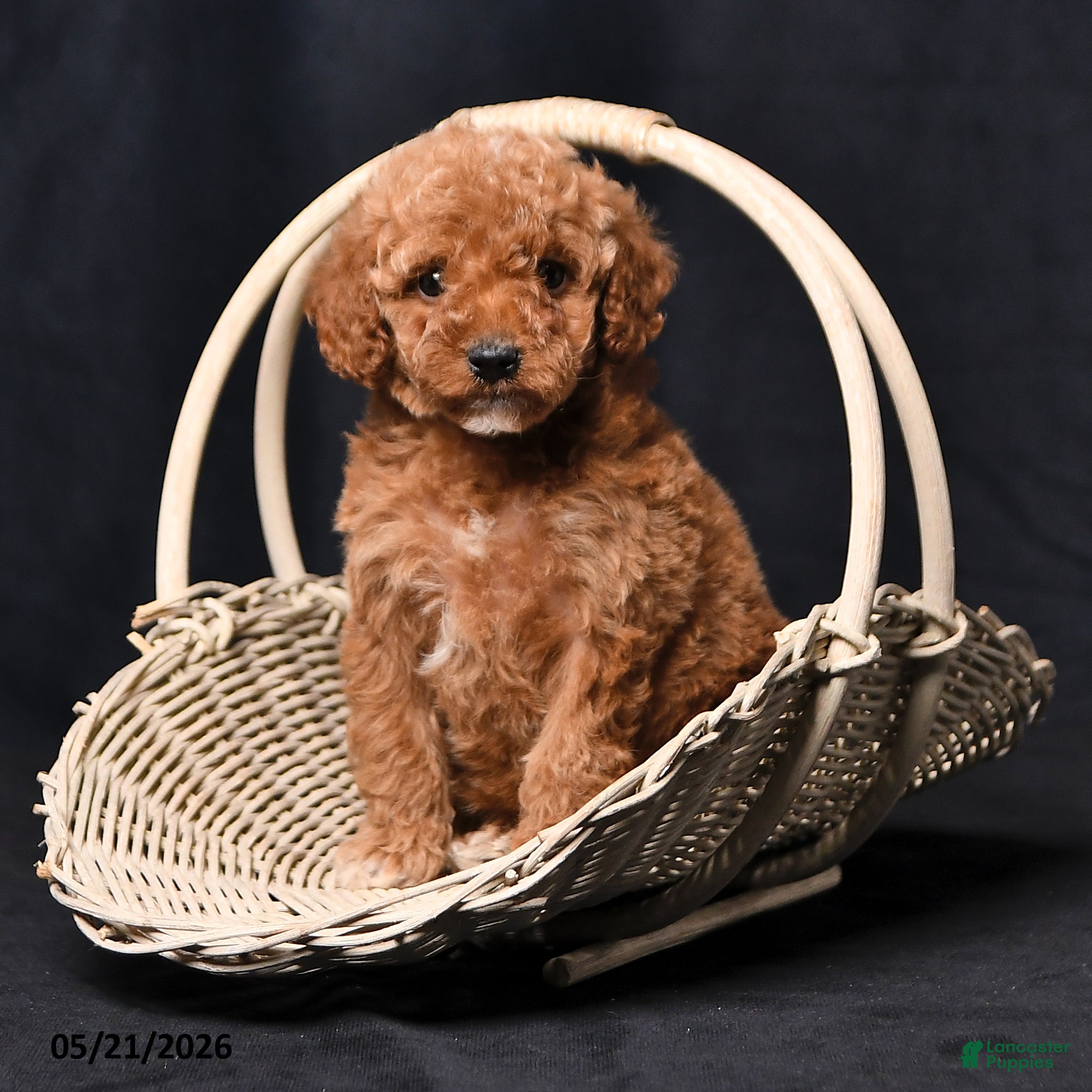 Toy Poodle dogs Cuddles - Ad 2