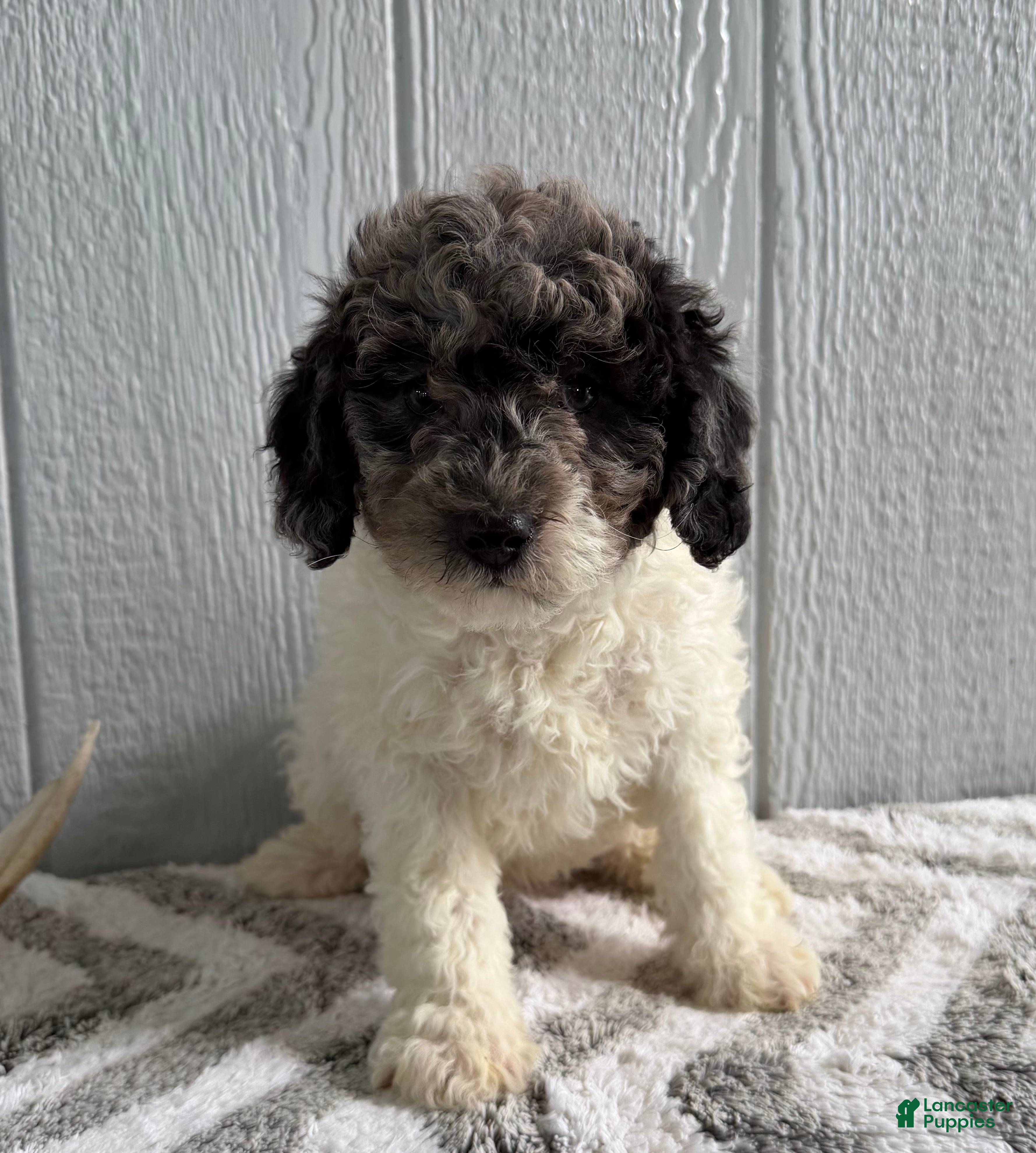 Mini Bernedoodle dogs Luke - Ad 2