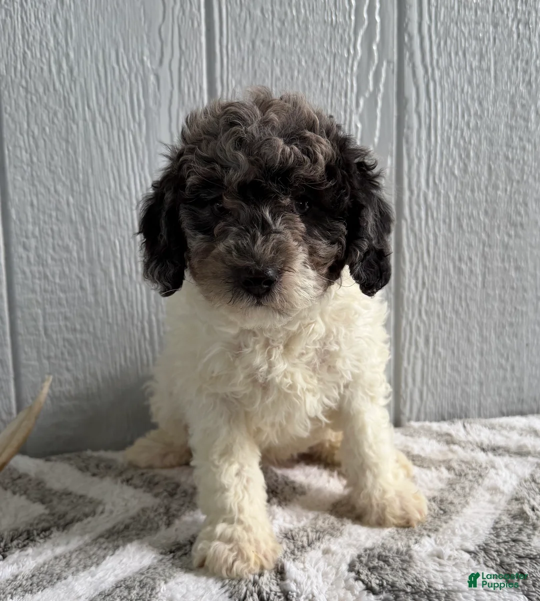 Mini Bernedoodle dogs for sale: Luke - Ad 2