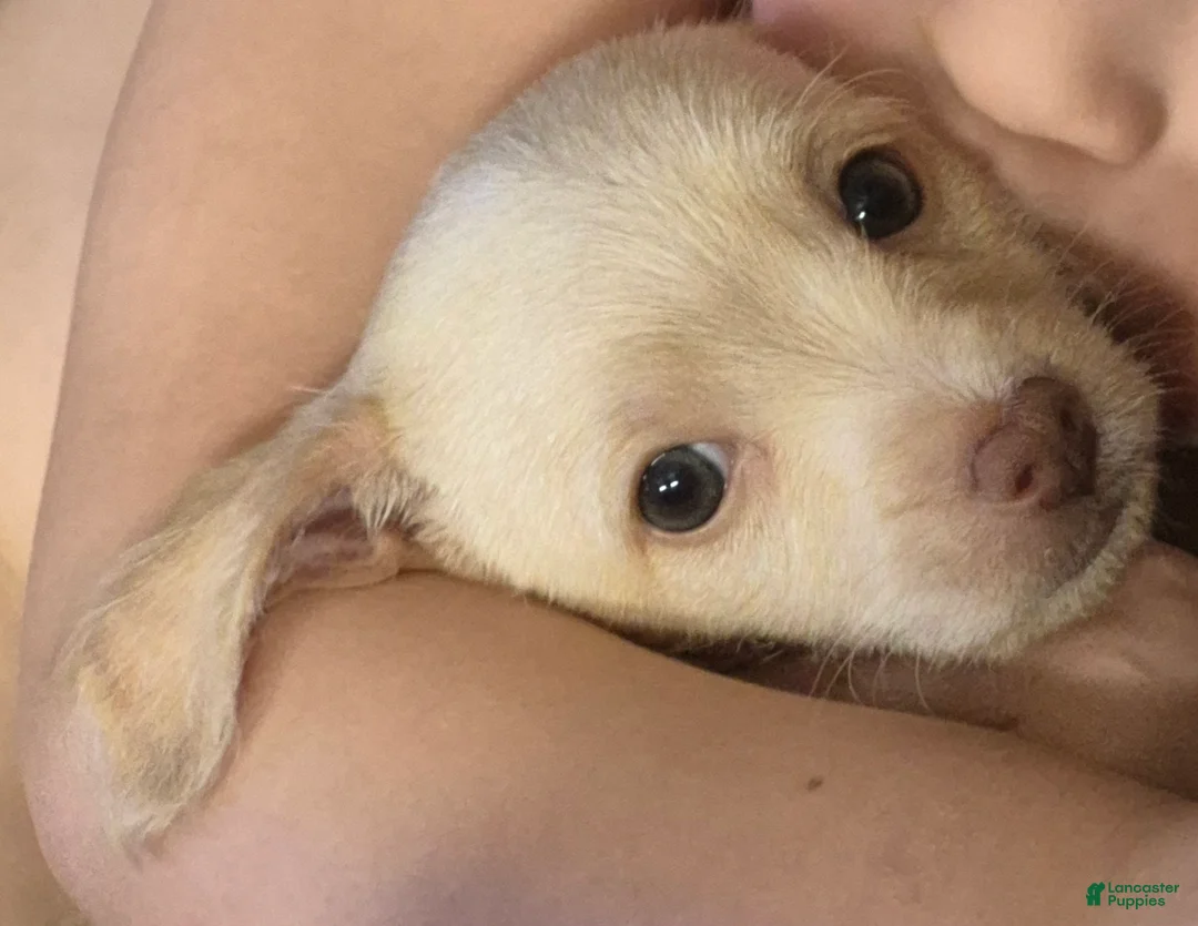 Chipoo dogs for sale: Chipoo Puppy 2 - Ad 5