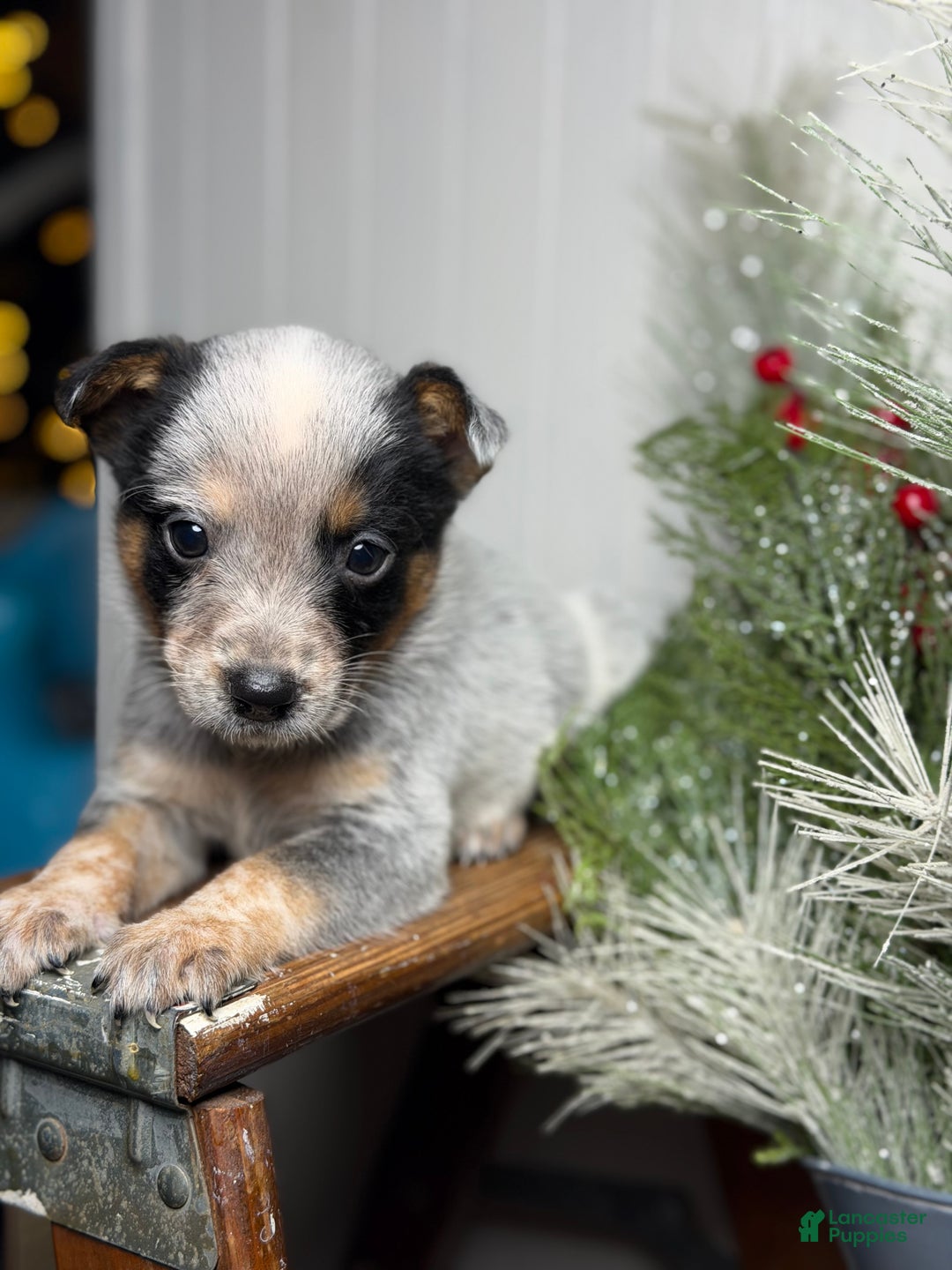 Australian Cattle Dog dogs for sale: Australian Cattle Dog Puppy 4 - Ad 1