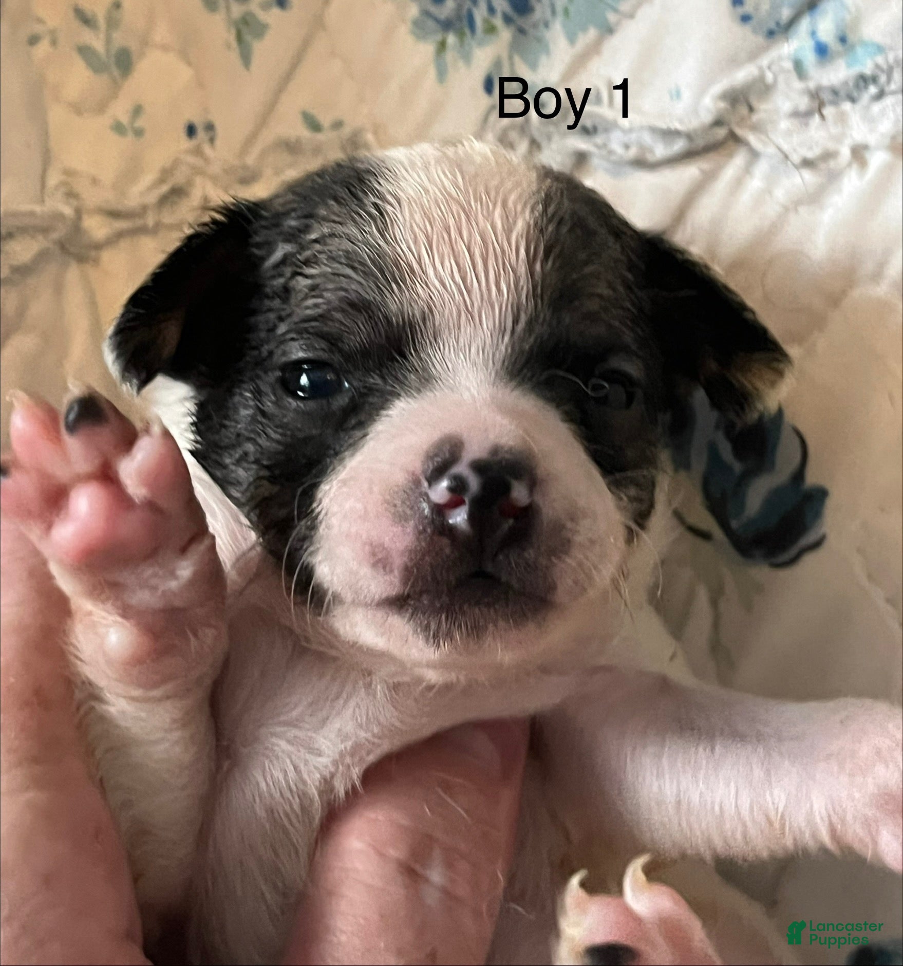 Chiweenie dogs Chiweenie 1 - Ad 1