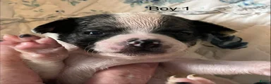 Chiweenie 1